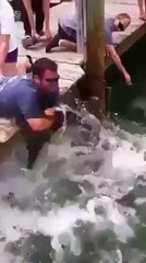 Amazing Fish Catch by Man Hand