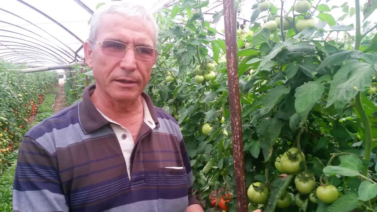 Domates Serası - Kumluca Kum Mahallesi  - Ramazan Öztürk