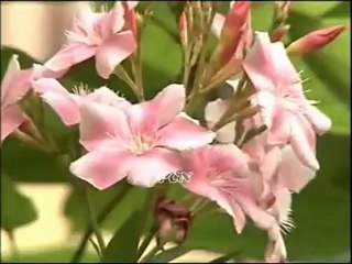 Teri najaat dey shok dey vich (PCN Production) Zaboor