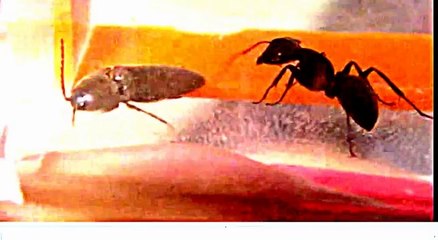 Ants vs Beetle Savage attack