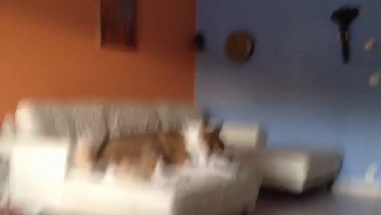 Friandise ... pour mon akita