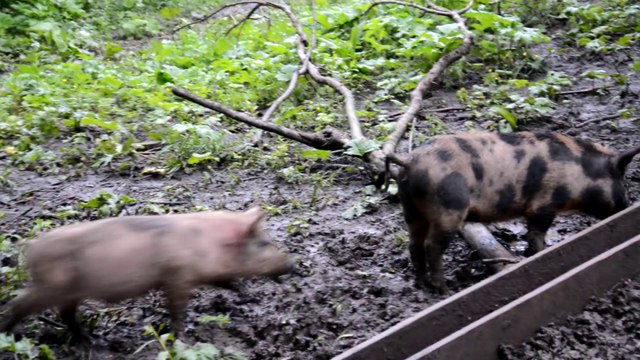 Конные туры Адыгеи часть2 horseback riding tours of Adygea