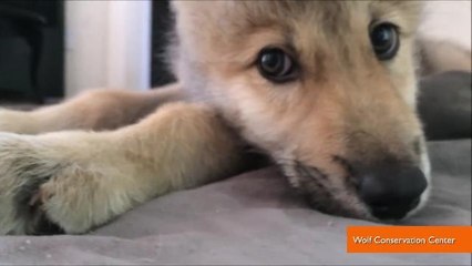 Wolf Pup with the Hiccups is Adorable