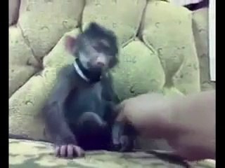 fuuny monkey