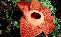 Rafflesia  | Dünyanın En Büyük Çiçeği