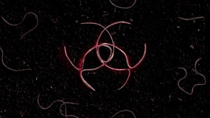 The Strain - Watch Your Step - Teaser Trailer HD