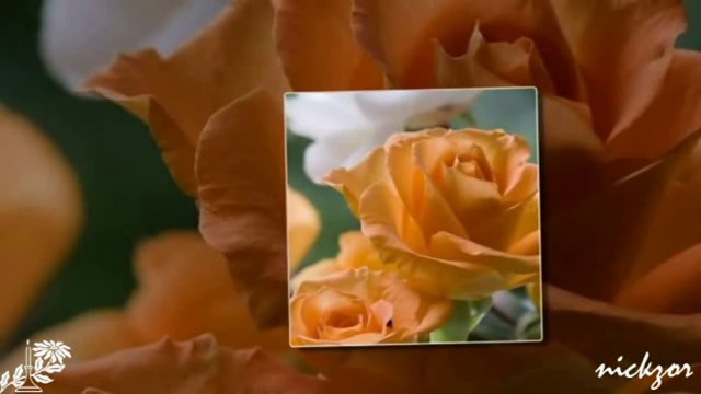 Yıldırım Gürses - Çal Kanunum Çal