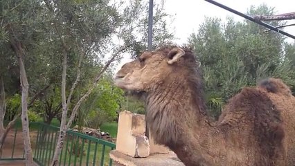 Bu sıcaklara deve dahi dayanamadı ve hayatın tadına oda baktı