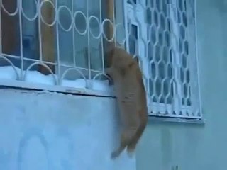 Sevgilisine Ulaşamayan Mart Kedisinin Dramı