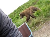 Un gros ours brun très très proche! Grosse Peur en montagne.
