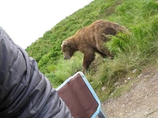 Download Video: Un gros ours brun très très proche! Grosse Peur en montagne.