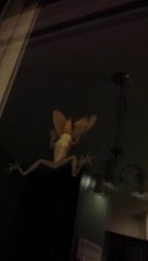 Papillon VS grenouille. Enorme attaque surprise...