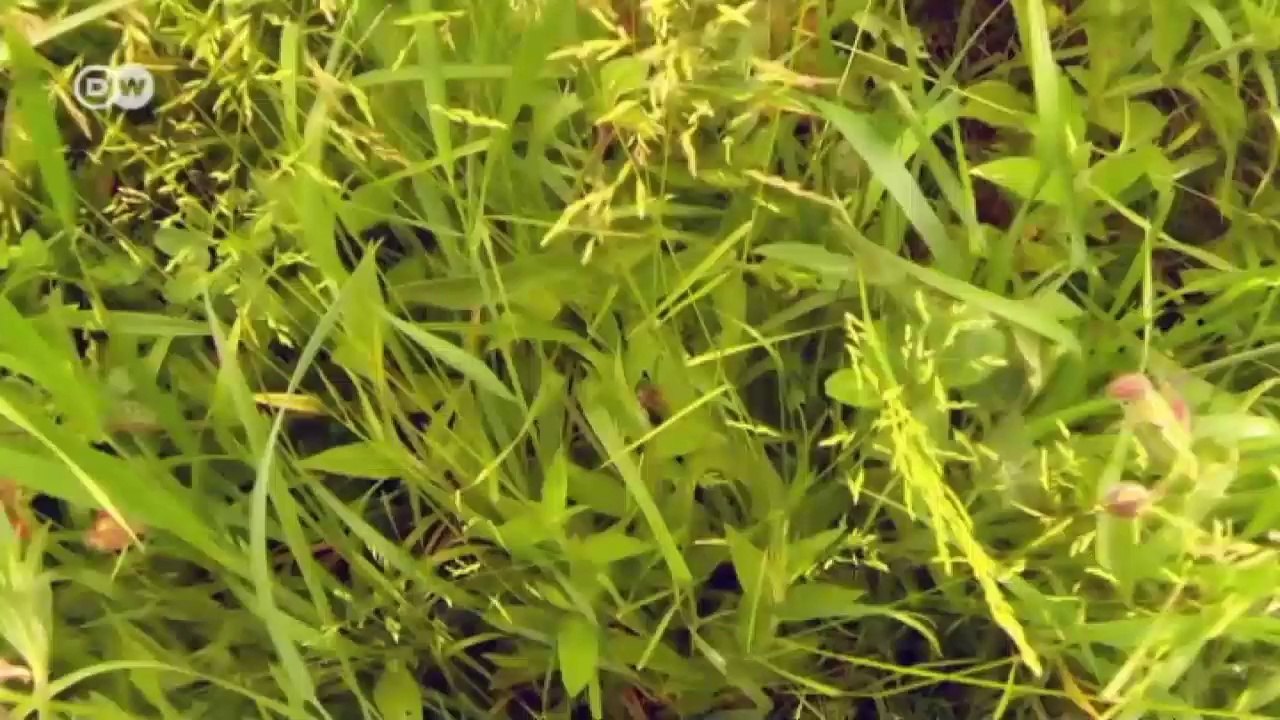 Deutschland: Rettung für Rehkitze | Europa aktuell