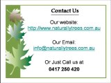 Need Tree Surgeon in Sydney - Call Naturally Trees