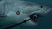 Great White Shark Attacks GoPro
