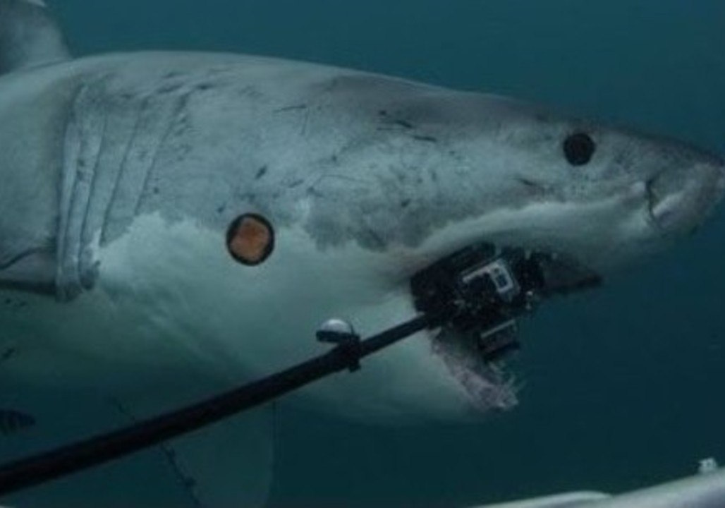 Great White Shark Attacks GoPro