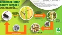 Comment lutter contre l'ergot de seigle ?