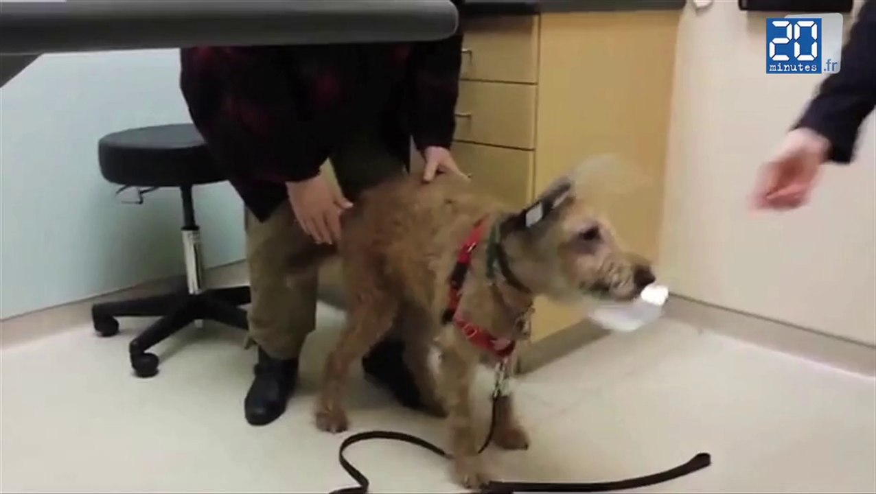 Un chien retrouve la vue et revoit ses maîtres