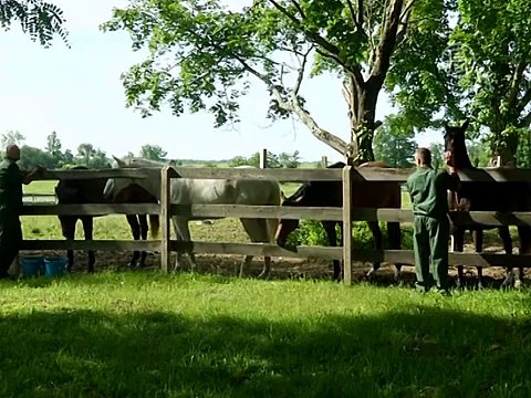 Породистые скакуны учат заключённых благородству