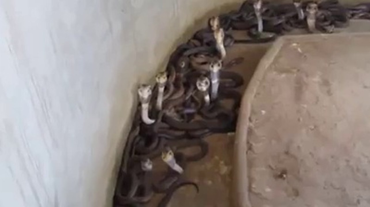 snake everywhere
