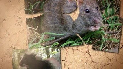 Explore Abstract WDA & Wildlife Disease Experts 🐾