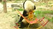 Des PANDAS trop mignons qui tombent - Compil de Fails de pandas