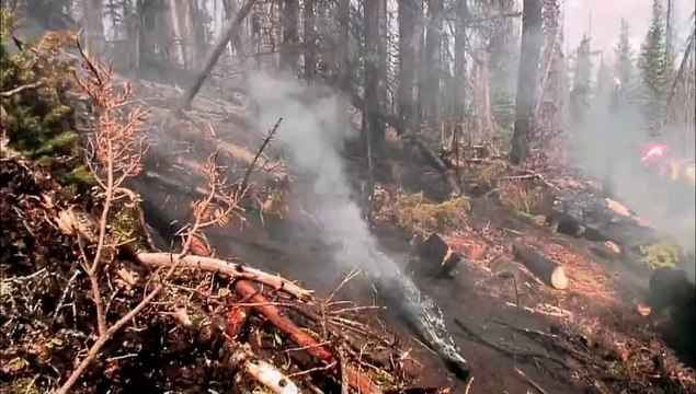 В мире дикой природы. Тайна Йеллоустоуна.