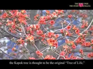 Renkang Hospital Video - Best Cancer Treatment Center