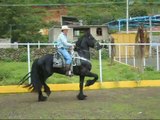 At - Atlar -Horse Fight Big - Horses   (15)