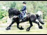At - Atlar -Horse Fight Big - Horses   (14)
