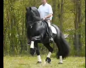 At - Atlar -Horse Fight Big - Horses   (13)