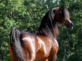 At - Atlar -Horse Fight Big - Horses   (7)