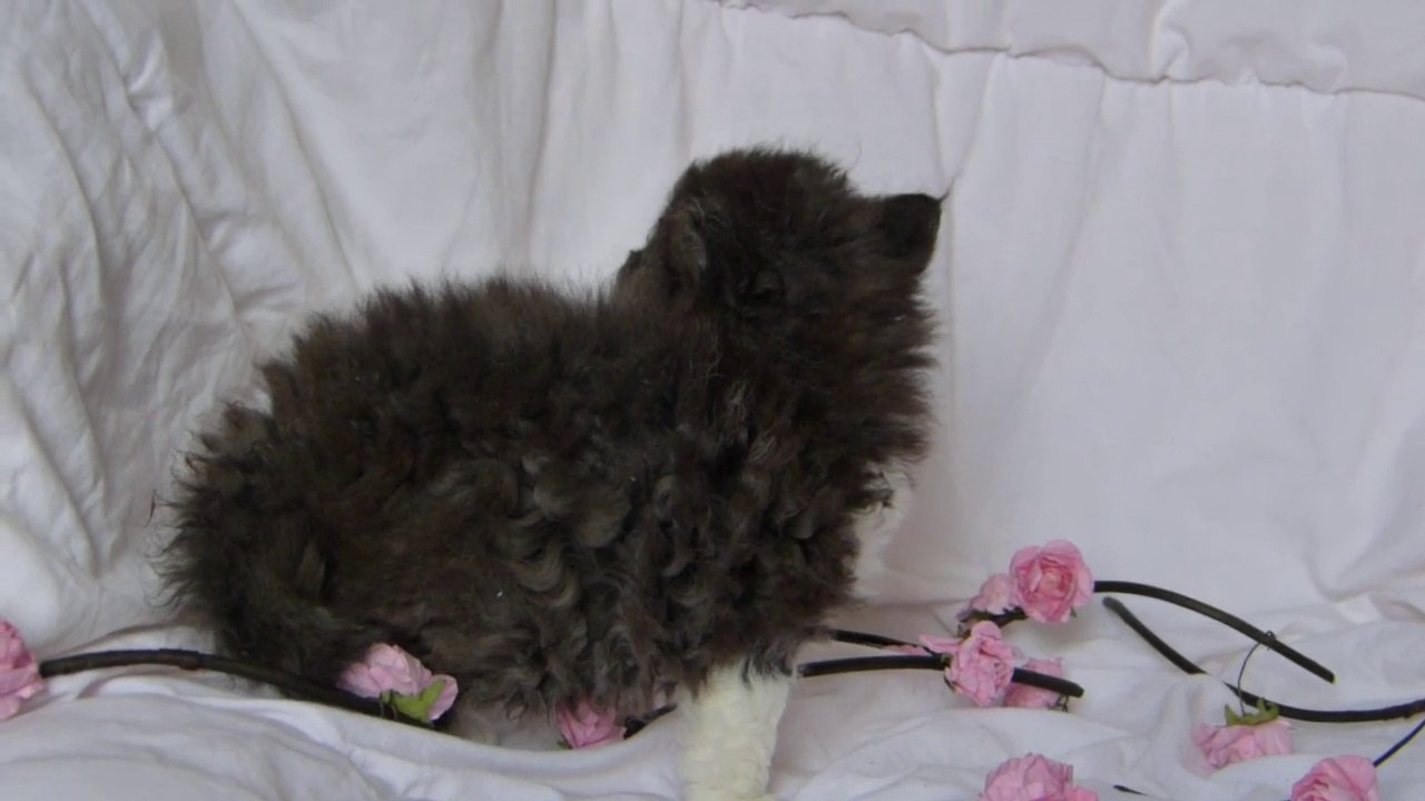 J'adore kissa -chatterie kissa