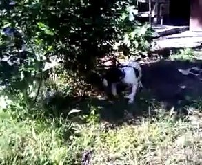 MEX OĞLU KEŞ İLK FERMA