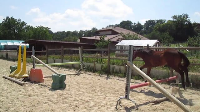 Coca de l'Orgris Z 19-06-14 (1er sauts 1)