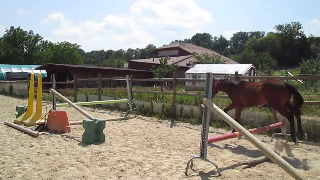 Coca de l'Orgris Z 19-06-14 (1er sauts 1)