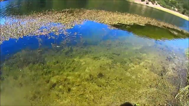 Largemouth Bass Strike King Swim Jig