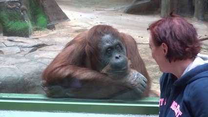 обезяны наблюдают за нами