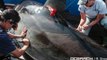 See how scientists track great white sharks