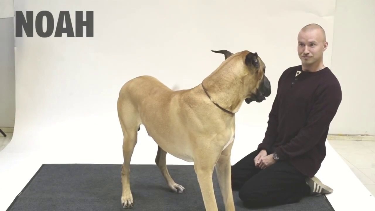 Köpeklerin İnsan Havlamasına Tepkileri