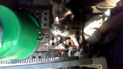 dés chats sous ma galeries ghetto