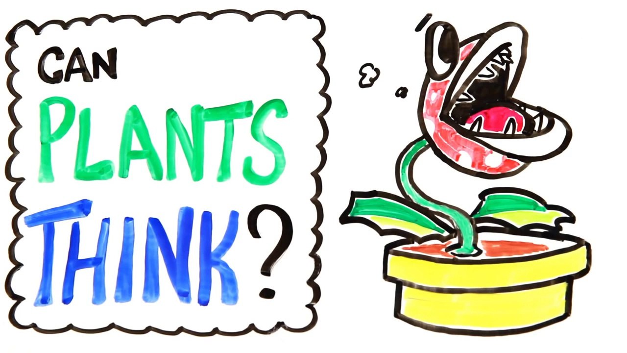 Can Plants Think