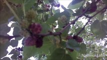 Wild Berries from a Wild Tree - Daily Spotlight 5