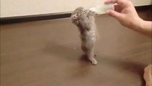 Котёнок кушает