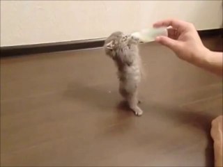 Котёнок кушает
