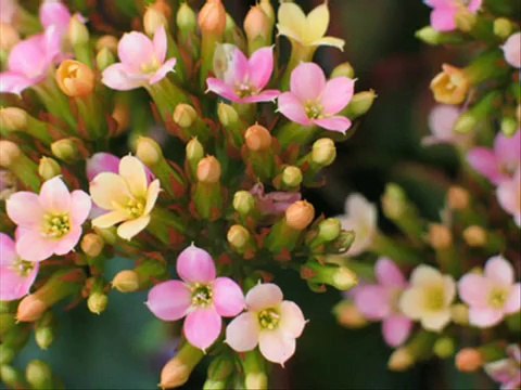 Beautiful Flowers and Flower Images, Photos, and Slideshow