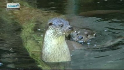 Le centre de réintroduction des loutres et cigognes
