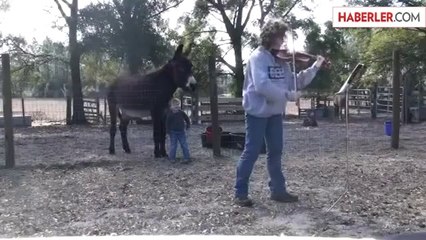 Keman Eşliğinde Şarkı Söyleyen Eşek