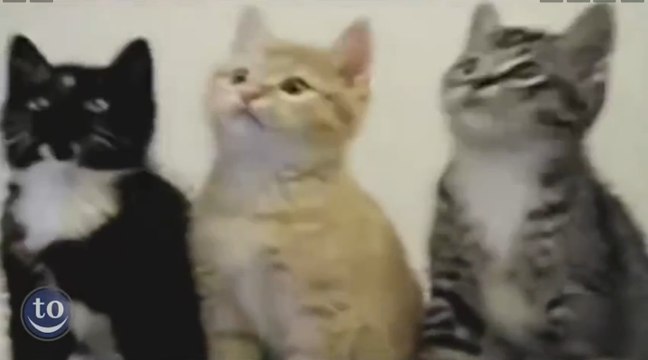 Compil d'animaux dansant sur la musique Push it de Salt-n-Pepa !!