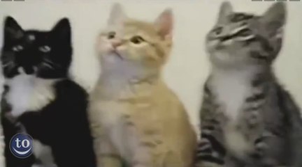 Funny Animals Dancing to Salt-n-Pepa's 'Push It'